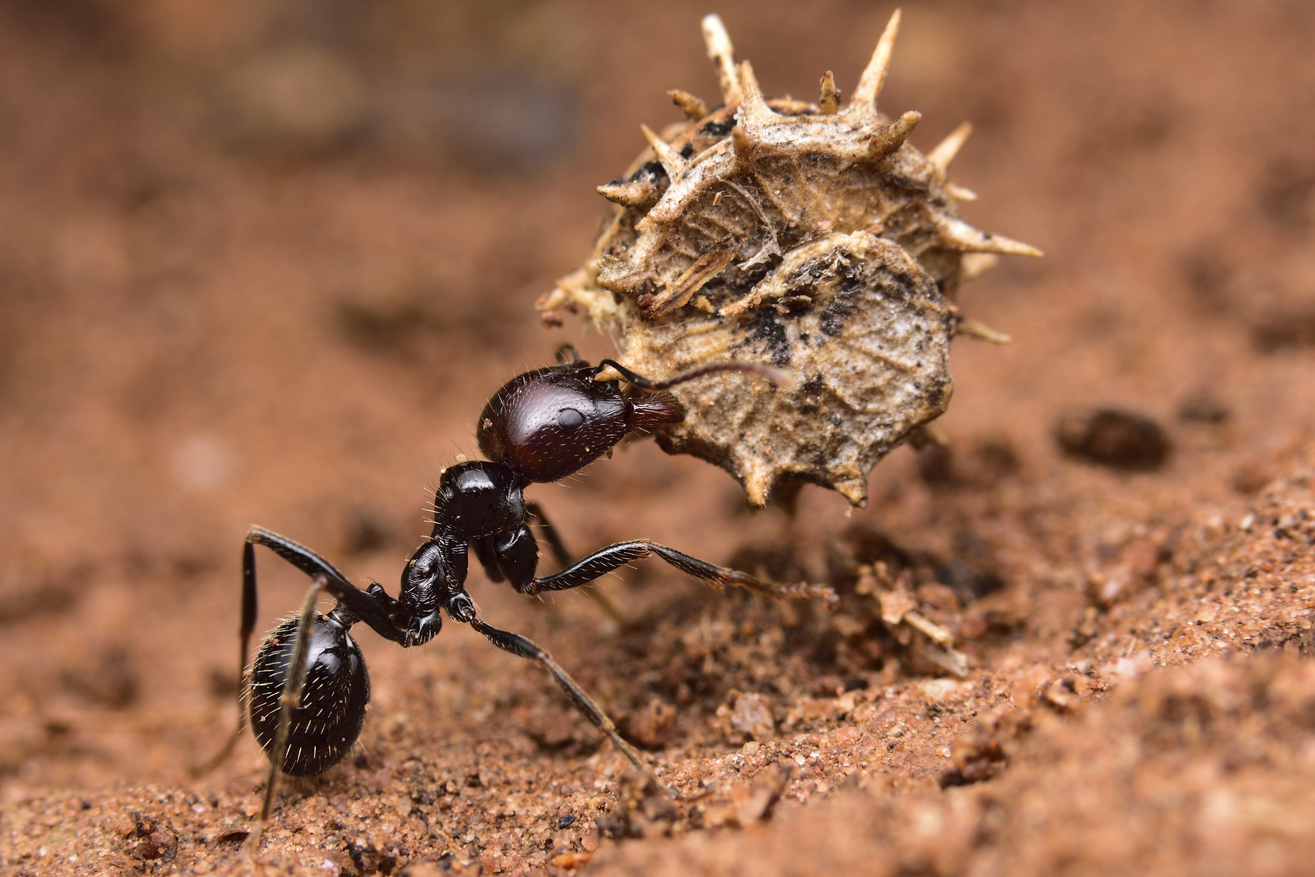 VIBRANT communication in ants